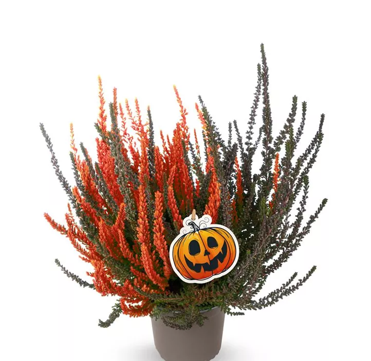 Winterharte Knospenheide Gardengirls® 'Twin' Winterharte Knospenheide Gardengirls® 'Twin'