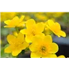 bellaflora Gartencenter GmbH bellaflora Gartencenter GmbH