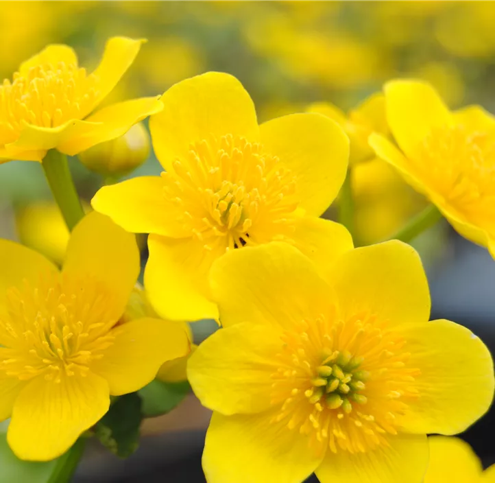 Sumpf-Dotterblume Sumpf-Dotterblume