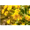 bellaflora Gartencenter GmbH bellaflora Gartencenter GmbH
