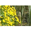 bellaflora Gartencenter GmbH bellaflora Gartencenter GmbH