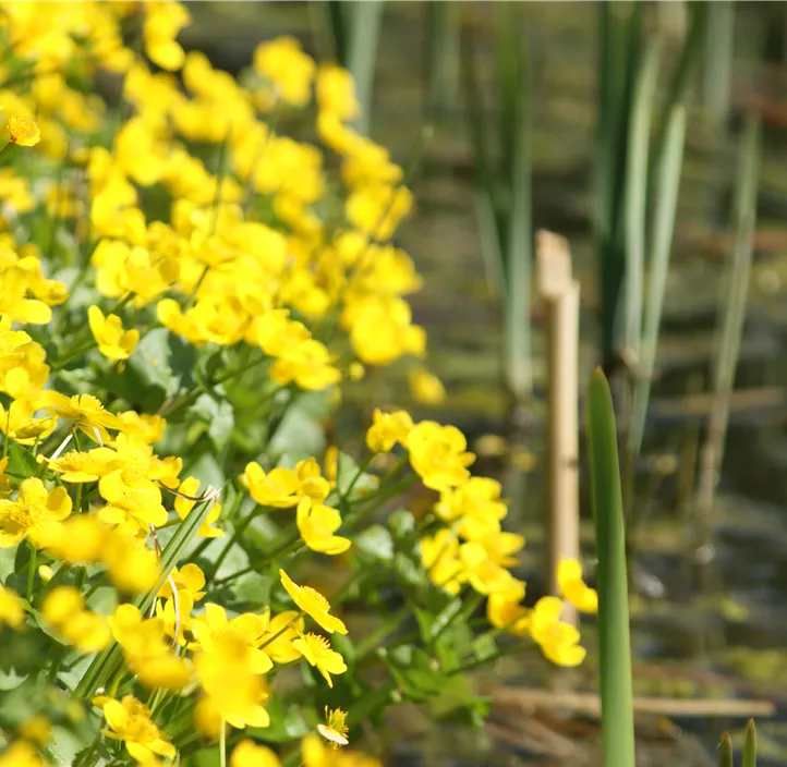 Sumpf-Dotterblume Sumpf-Dotterblume