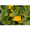 bellaflora Gartencenter GmbH bellaflora Gartencenter GmbH