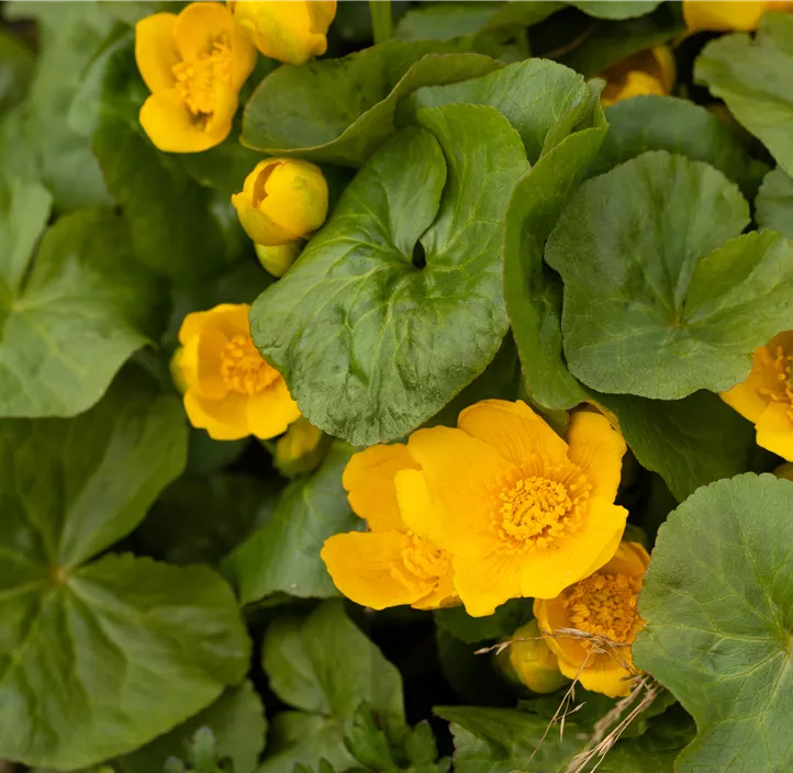 Sumpf-Dotterblume Sumpf-Dotterblume
