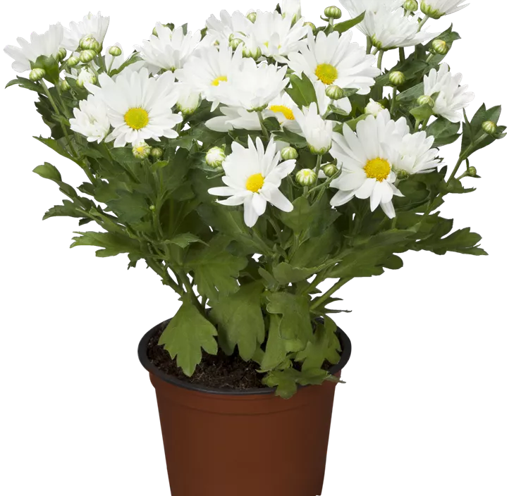 Chrysantheme 'Classic White' Chrysantheme 'Classic White'