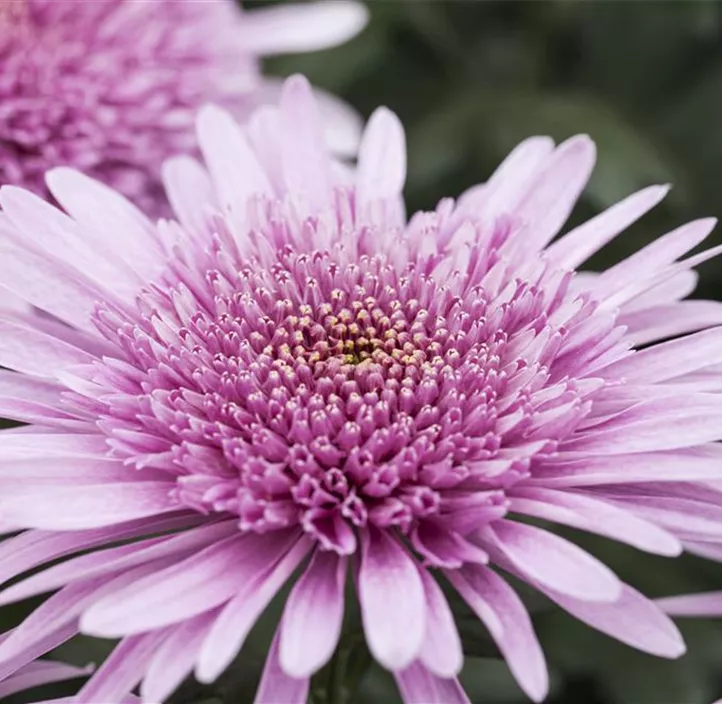 Chrysantheme 'Double Purple' Chrysantheme 'Double Purple'