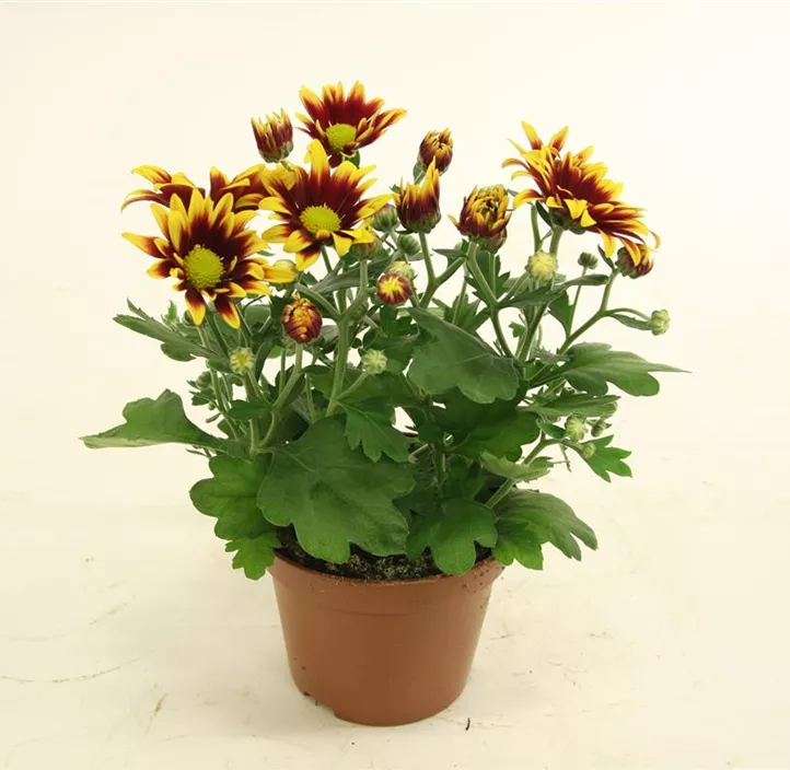 Herbst-Chrysantheme 'Dragon Time Yellow' Herbst-Chrysantheme 'Dragon Time Yellow'
