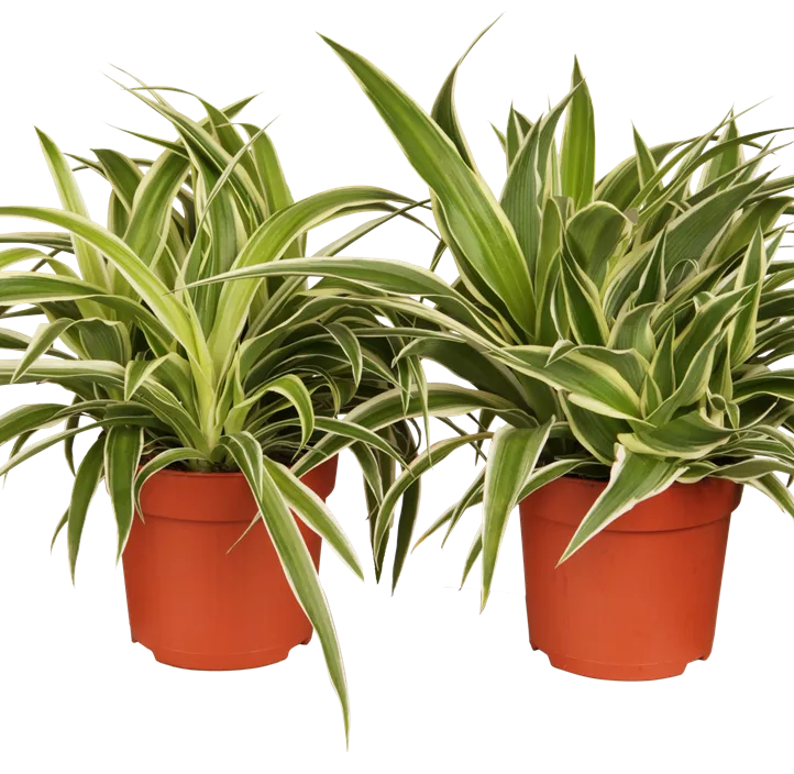 Grünlilie 'Ocean' Grünlilie 'Ocean'