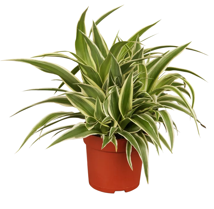 Grünlilie 'Ocean' Grünlilie 'Ocean'