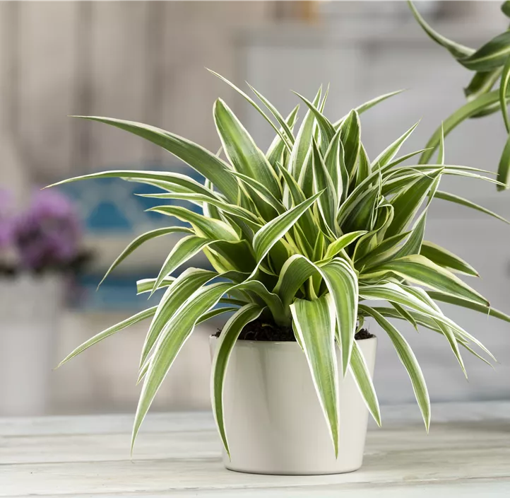 Grünlilie 'Ocean' Grünlilie 'Ocean'