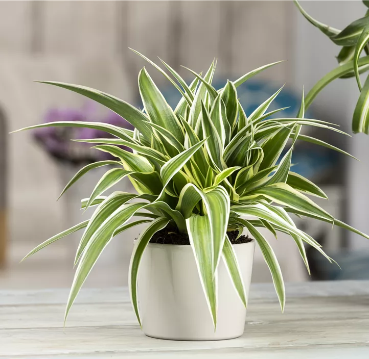 Grünlilie 'Ocean' Grünlilie 'Ocean'