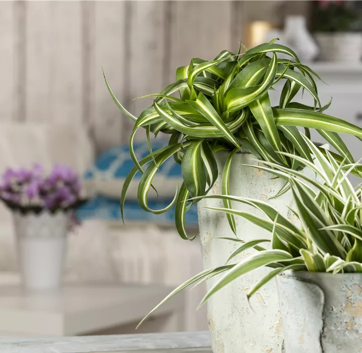 Grünlilie 'Ocean' Grünlilie 'Ocean'