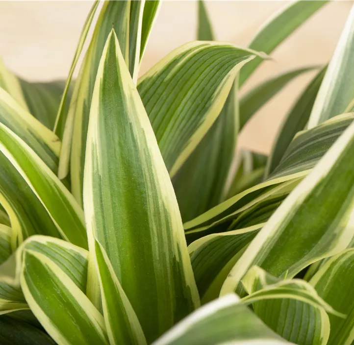 Grünlilie 'Ocean' Grünlilie 'Ocean'