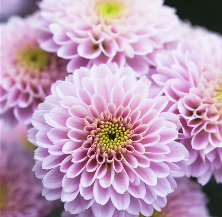 Chrysantheme Snoopico