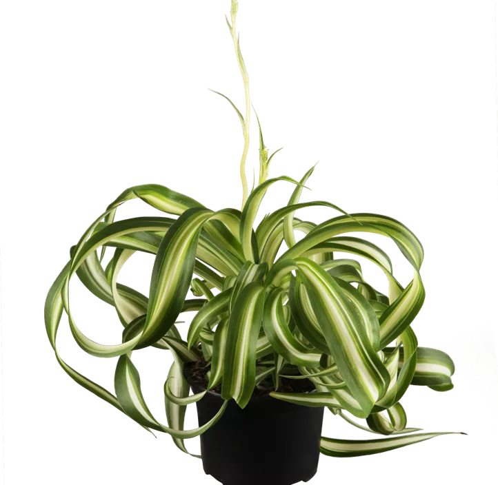 Grünlilie Grünlilie