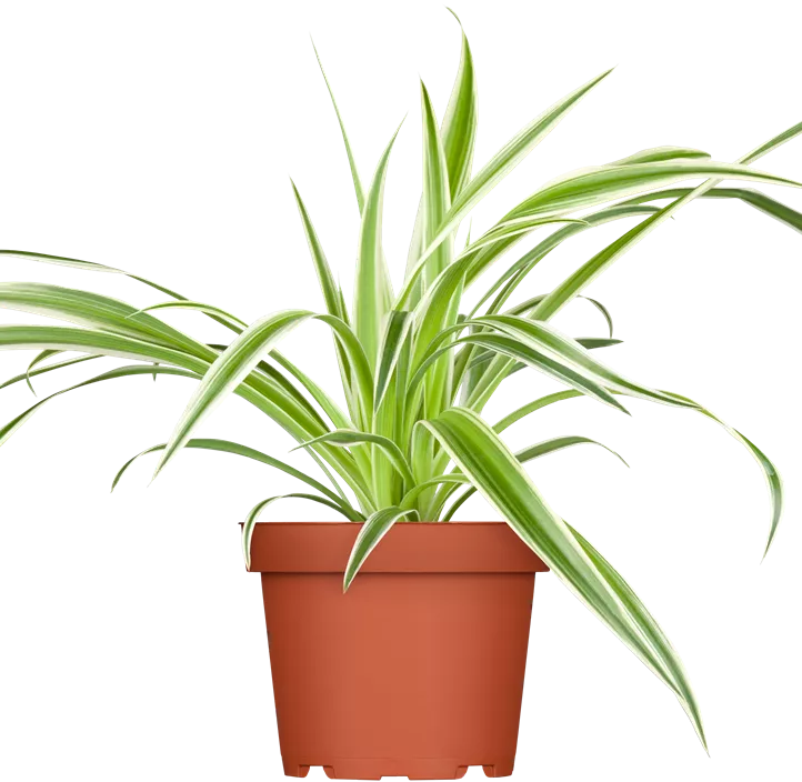 Grünlilie Grünlilie