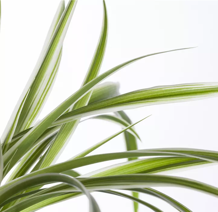 Grünlilie Grünlilie