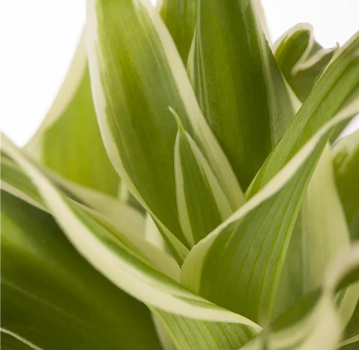 Grünlilie Grünlilie