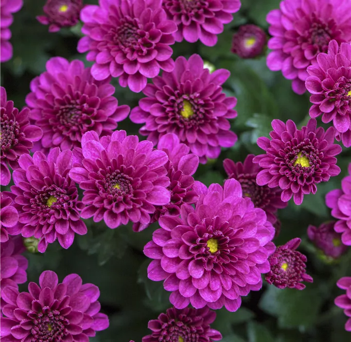 Chrysantheme 'Sollinea Purple' Chrysantheme 'Sollinea Purple'