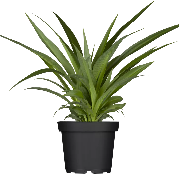 Grünlilie Grünlilie