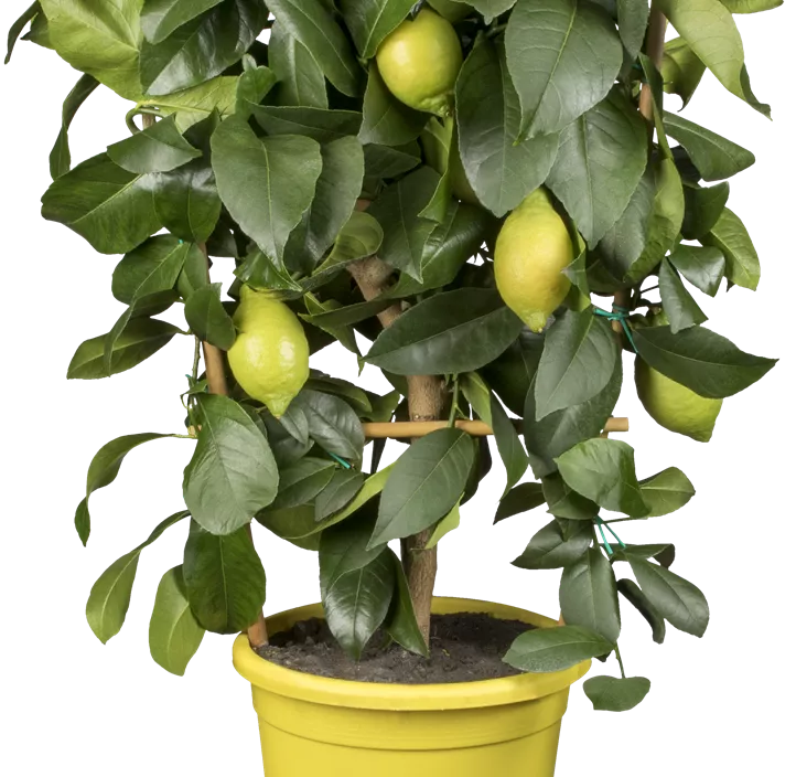 Zitrone 'Portoghese' Zitrone 'Portoghese'