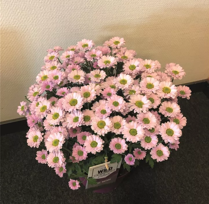 Multiflora-Chrysantheme