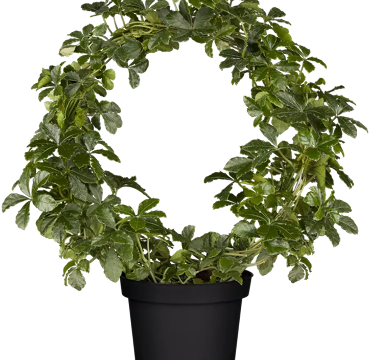 Kleine Zimmerrebe Kleine Zimmerrebe