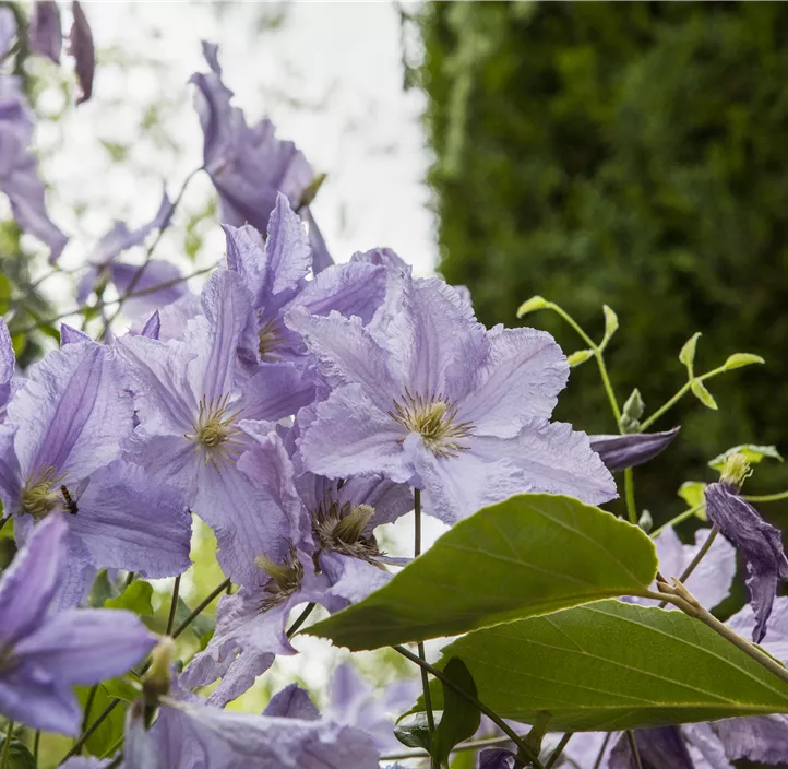 Italienische Waldrebe 'Blue Angel' Italienische Waldrebe 'Blue Angel'