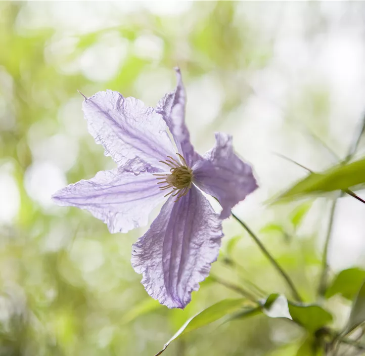 Italienische Waldrebe 'Blue Angel' Italienische Waldrebe 'Blue Angel'