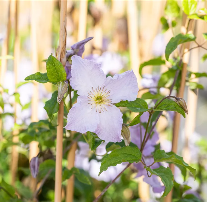 Italienische Waldrebe 'Blue Angel' Italienische Waldrebe 'Blue Angel'