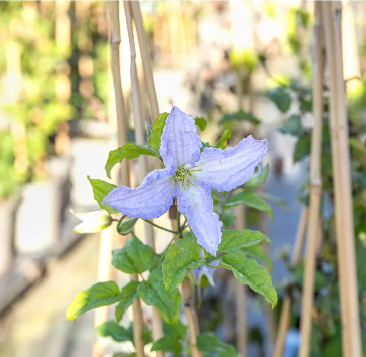 Italienische Waldrebe 'Blue Angel' Italienische Waldrebe 'Blue Angel'