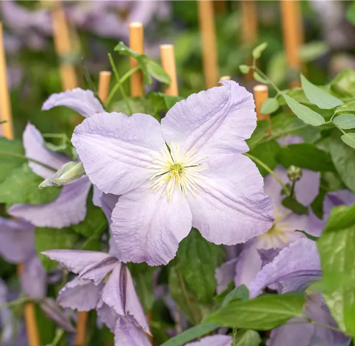 Italienische Waldrebe 'Blue Angel' Italienische Waldrebe 'Blue Angel'