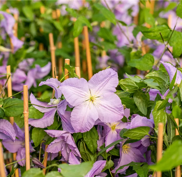 Italienische Waldrebe 'Blue Angel' Italienische Waldrebe 'Blue Angel'