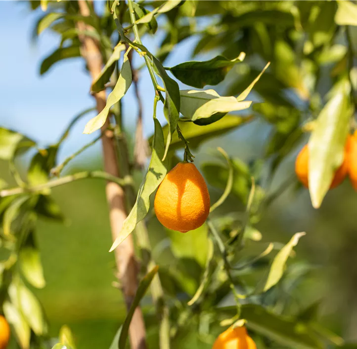 Zitruspflanze