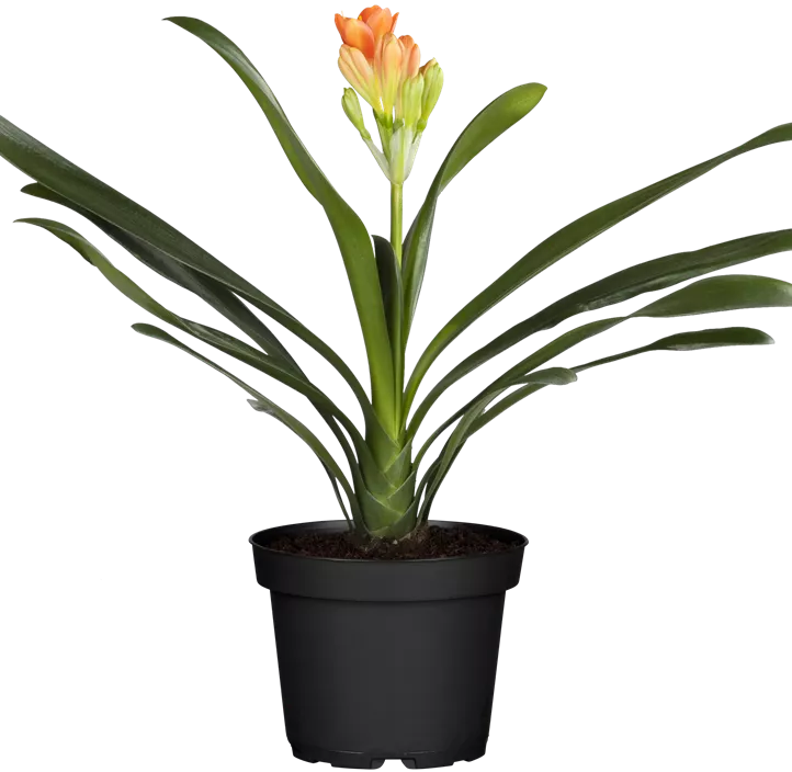 Zimmer-Clivie Zimmer-Clivie