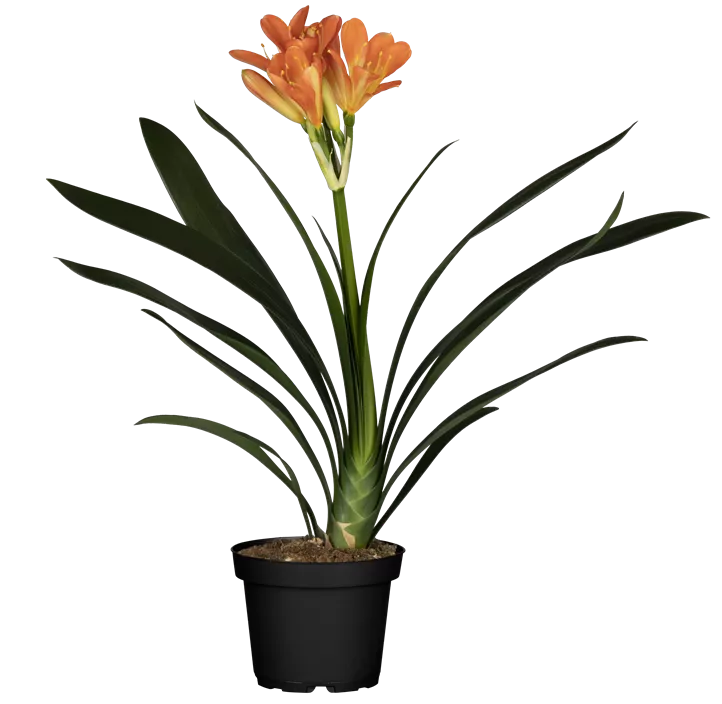 Zimmer-Clivie Zimmer-Clivie