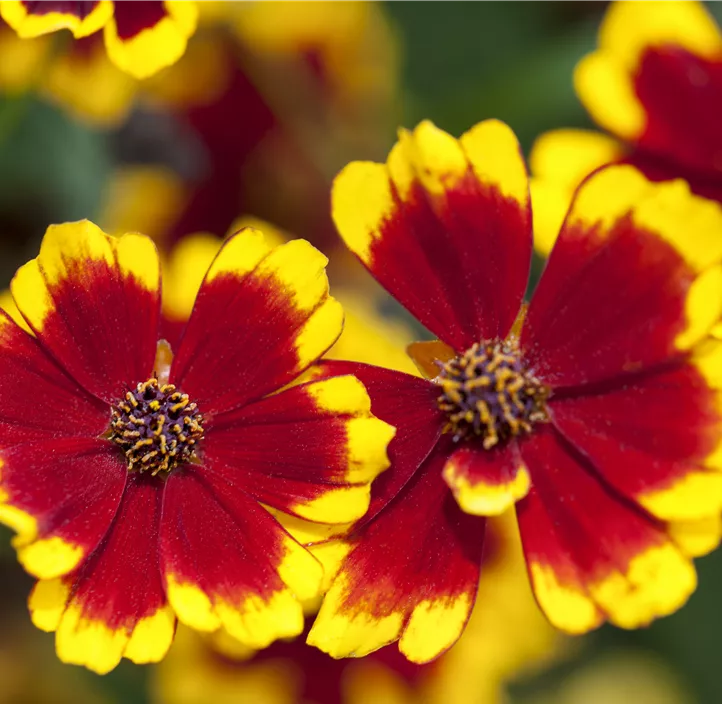 Mädchenauge 'Uptick™ Cream & Red' Mädchenauge 'Uptick™ Cream & Red'