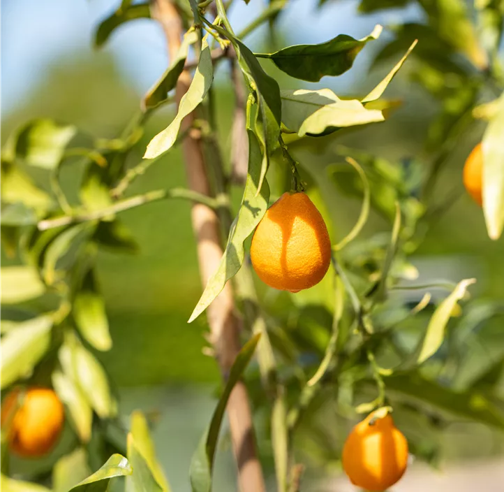 Zitruspflanze