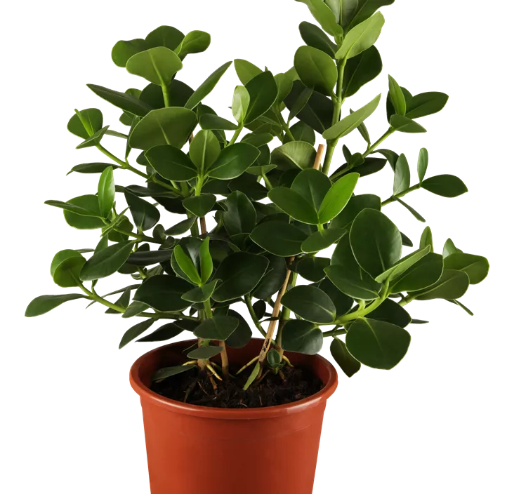 Rosafarbener Balsamapfel 'Princess' Rosafarbener Balsamapfel 'Princess'