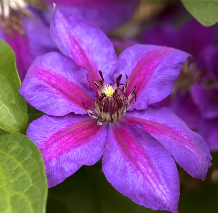 Waldrebe 'Mrs.N.Thompson'