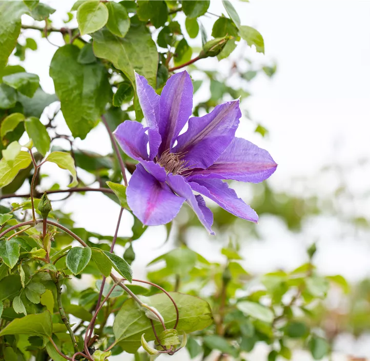 Waldrebe 'Mrs.N.Thompson'