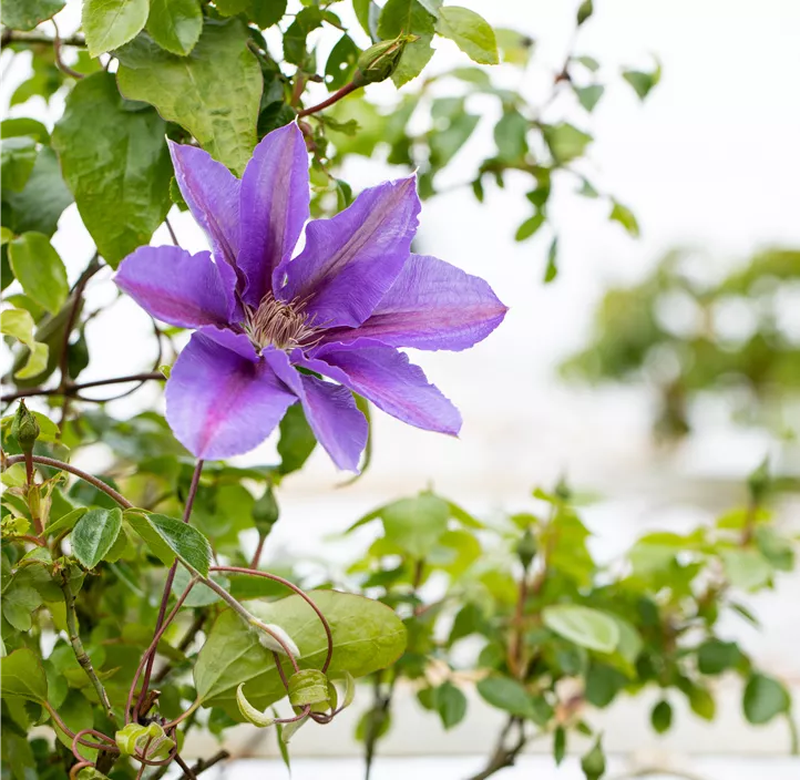 Waldrebe 'Mrs.N.Thompson'