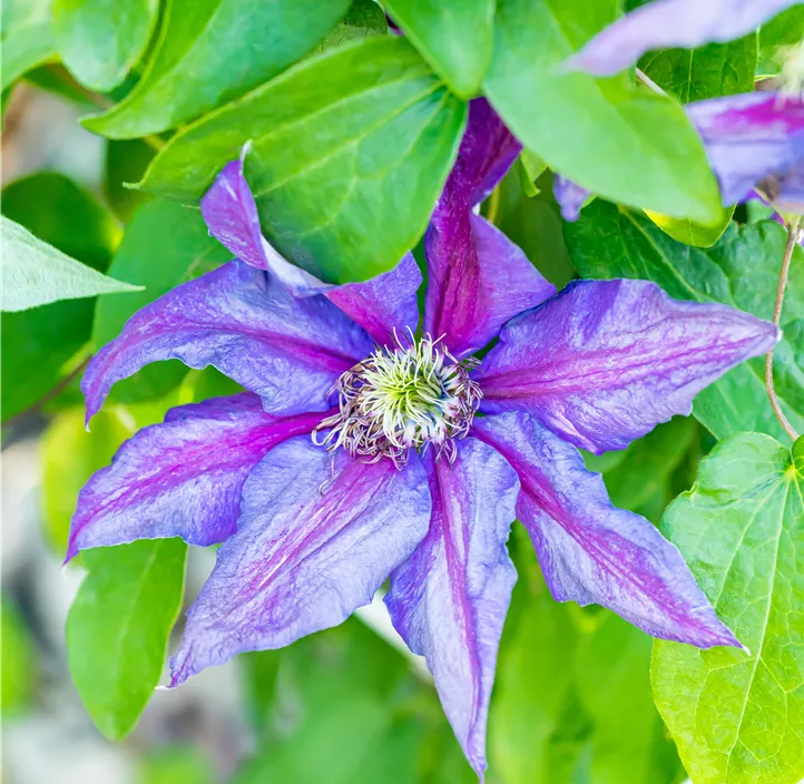 Waldrebe 'Mrs.N.Thompson'