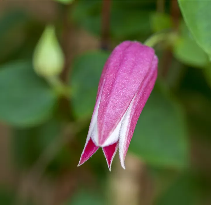 Texas-Waldrebe 'Princess Diana' Texas-Waldrebe 'Princess Diana'