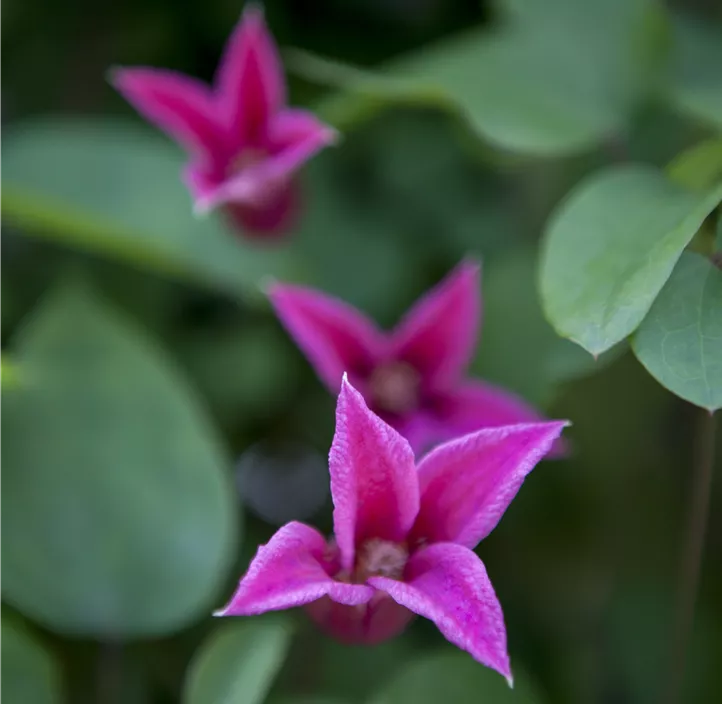 Texas-Waldrebe 'Princess Diana' Texas-Waldrebe 'Princess Diana'