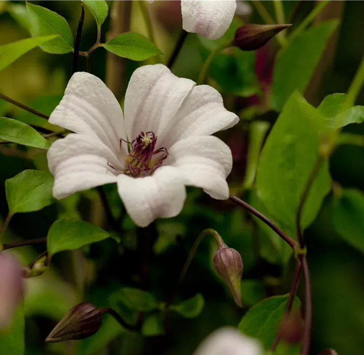 Texas-Waldrebe 'Princess Kate' Texas-Waldrebe 'Princess Kate'