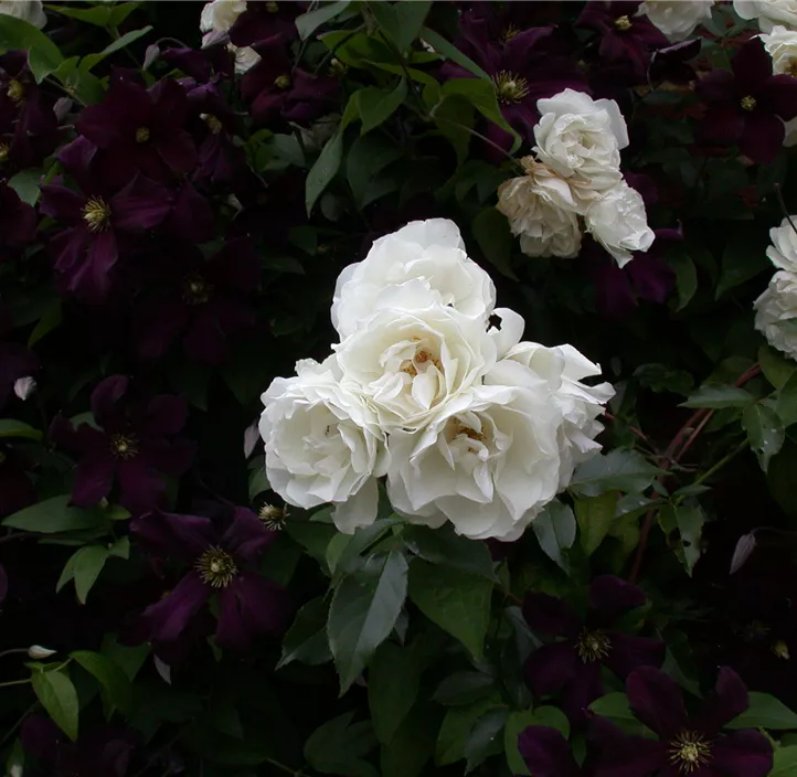 Italienische Waldrebe 'Romantika'