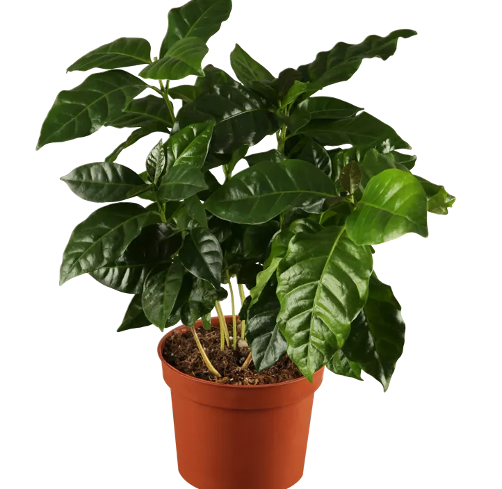 Kaffeestrauch Kaffeestrauch