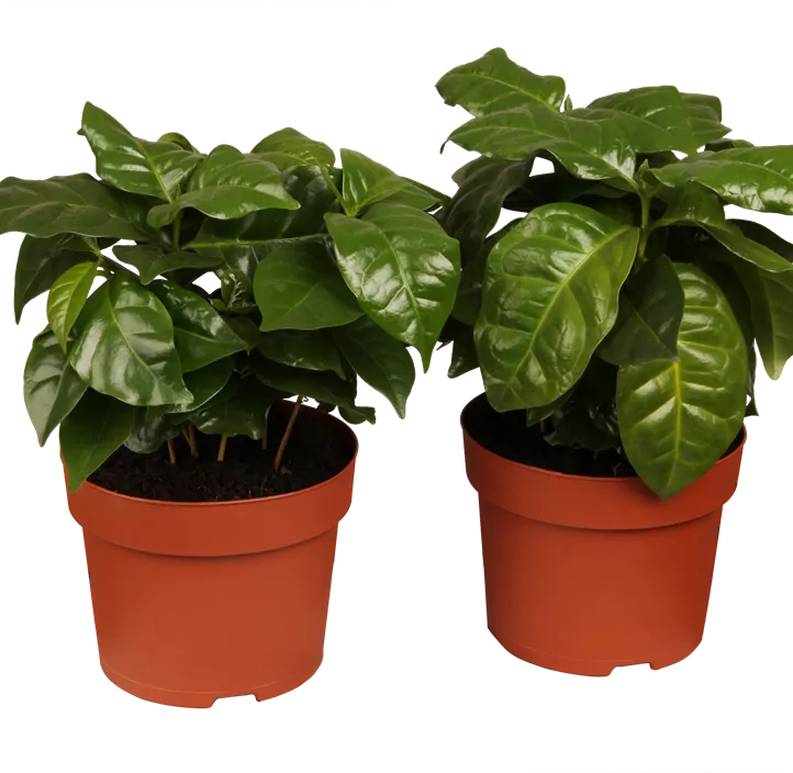 Kaffeestrauch Kaffeestrauch