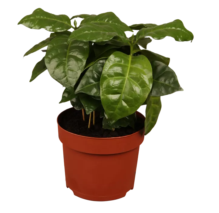 Kaffeestrauch Kaffeestrauch